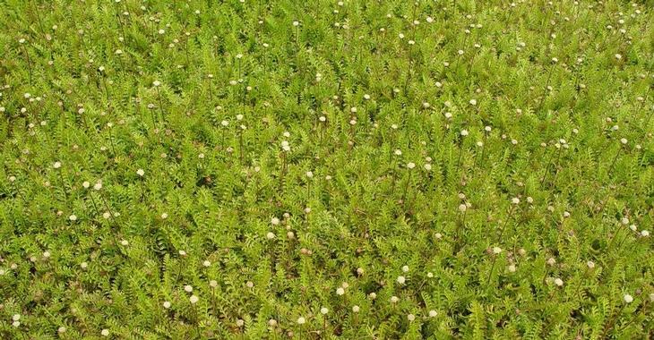 Leptinella squalida